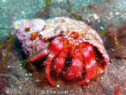 He seemed lost on the ocean floor and posed to have his p... by Erna Lucas 